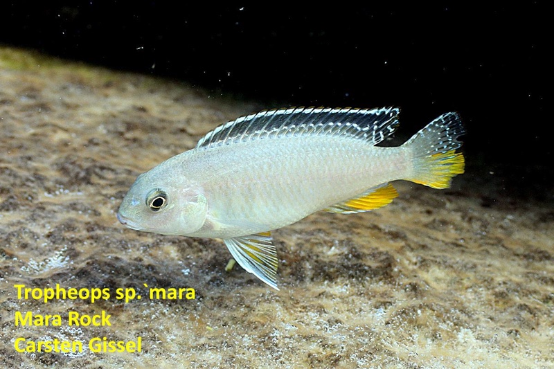 Tropheops sp. 'red fin' Mara Rocks